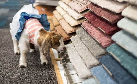 Goat sniffing carpet samples