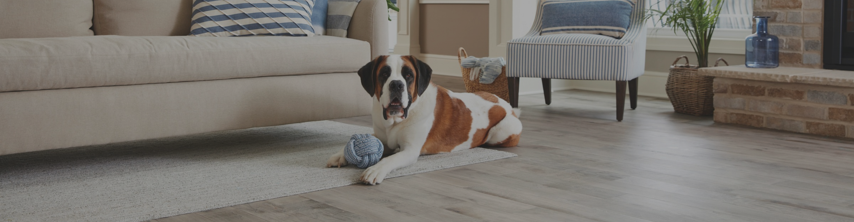 dog in a living room on wood-look flooring