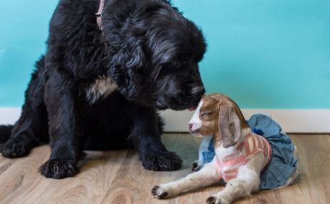 dog sniffing goat on pet-friendly flooring