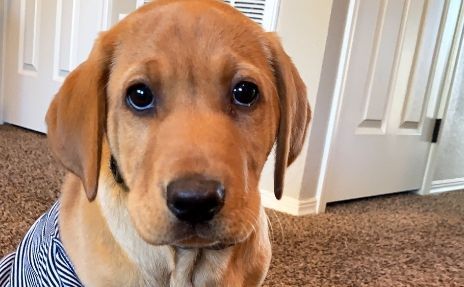 Dog on pet-friendly carpet flooring